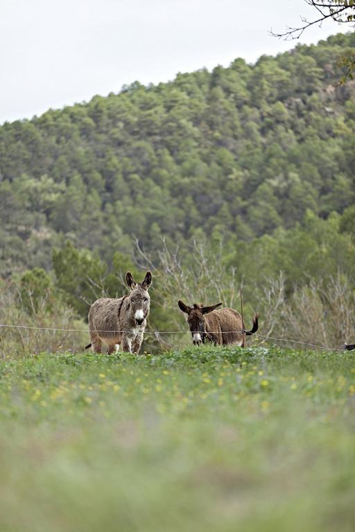 Masia Ca L'Anima Ξενοδοχείο La Baronia de Rialb Δωμάτιο φωτογραφία